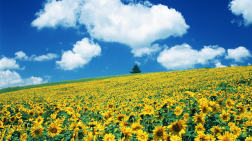 field of flowers painting