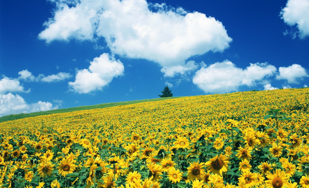 field of flowers painting