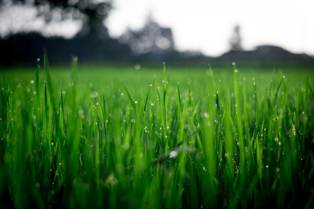 6 Tips For Keeping Your Lawn Green All Summer