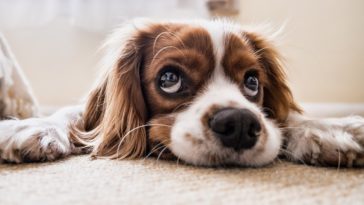 Top Signs Your Dog is Sick