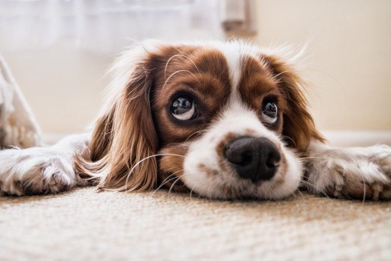 Top Signs Your Dog is Sick