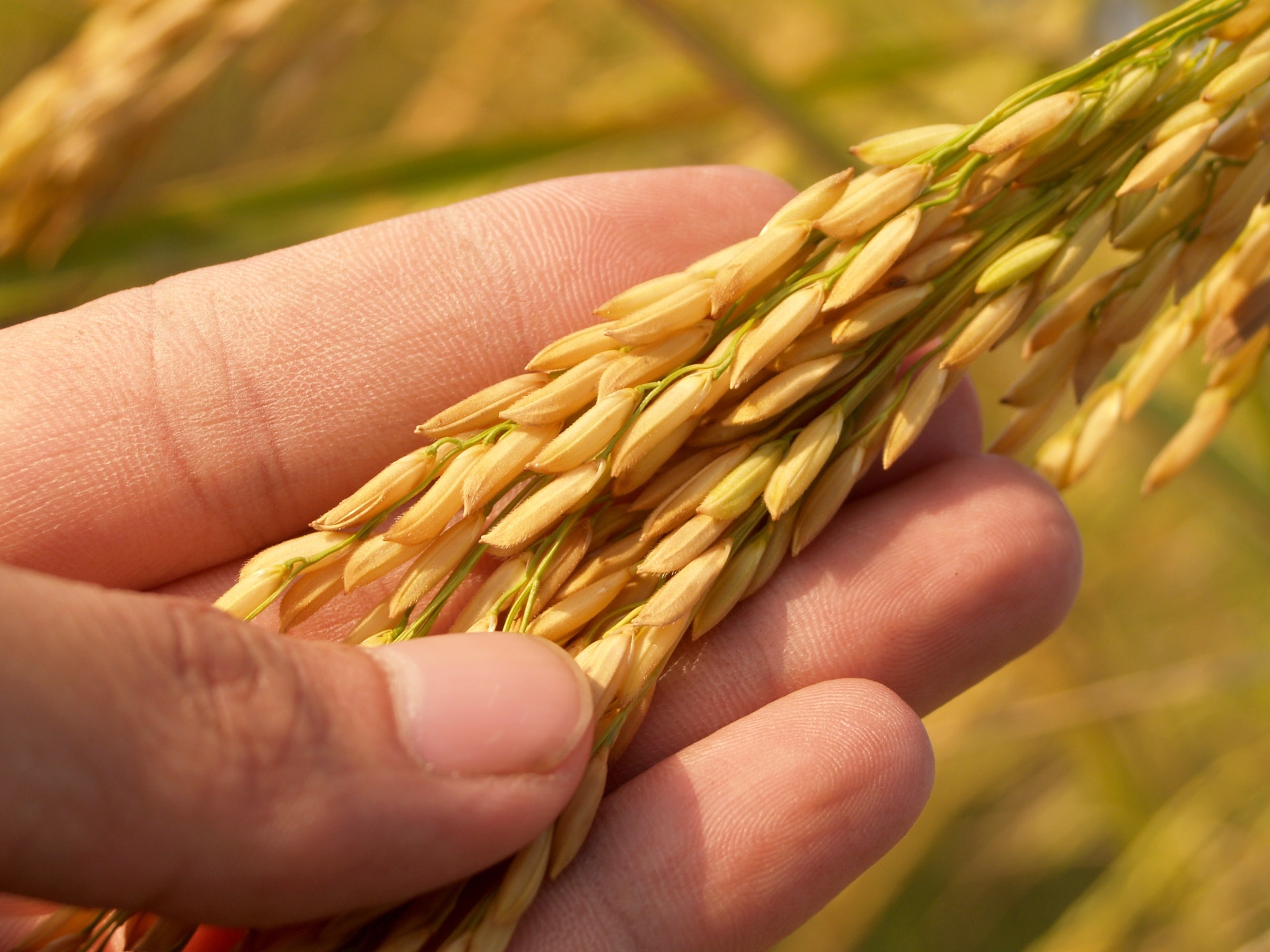 4 Things to Teach Kids about How Grain is Processed