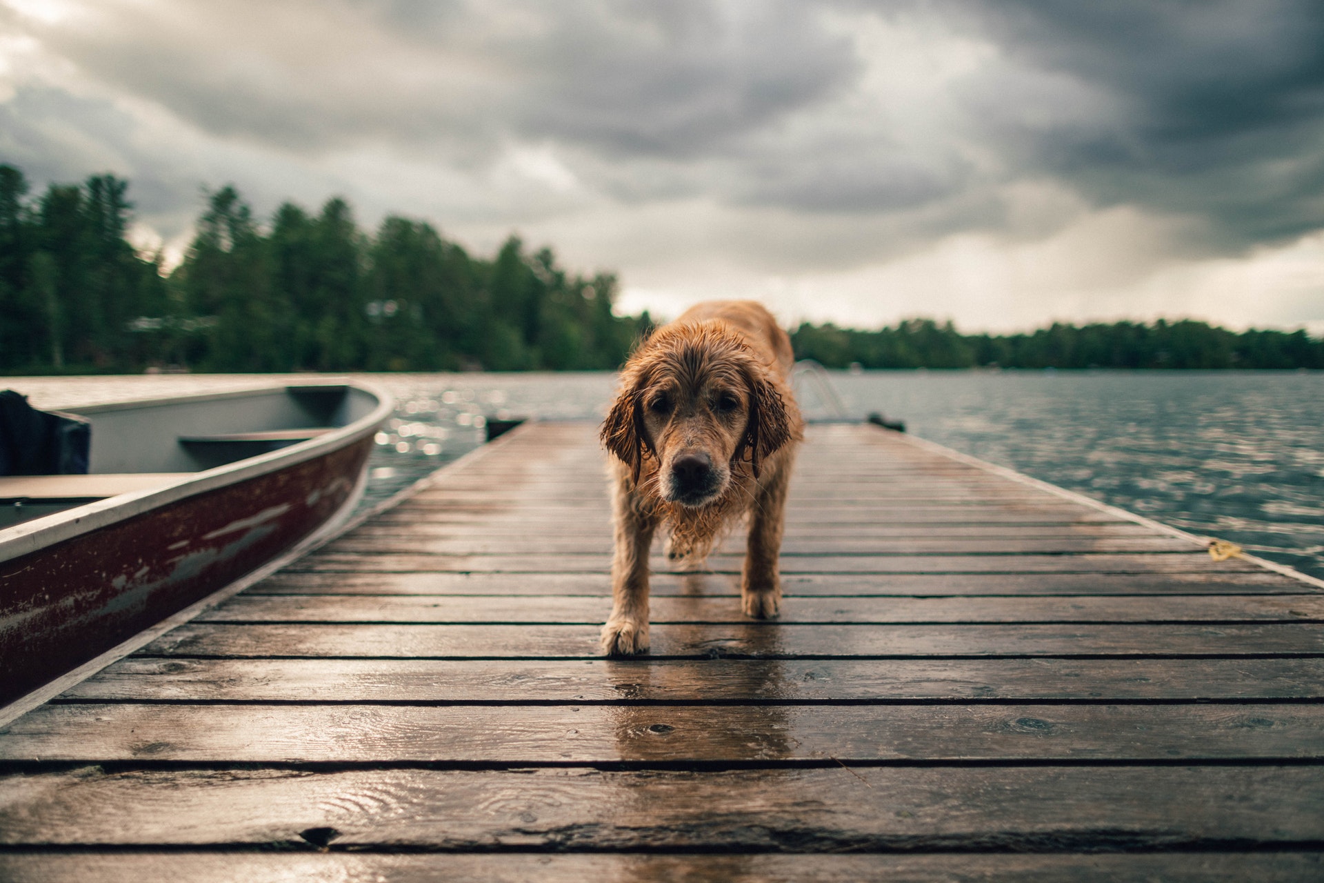 How to Prepare Your Dog Before the First Time Boarding