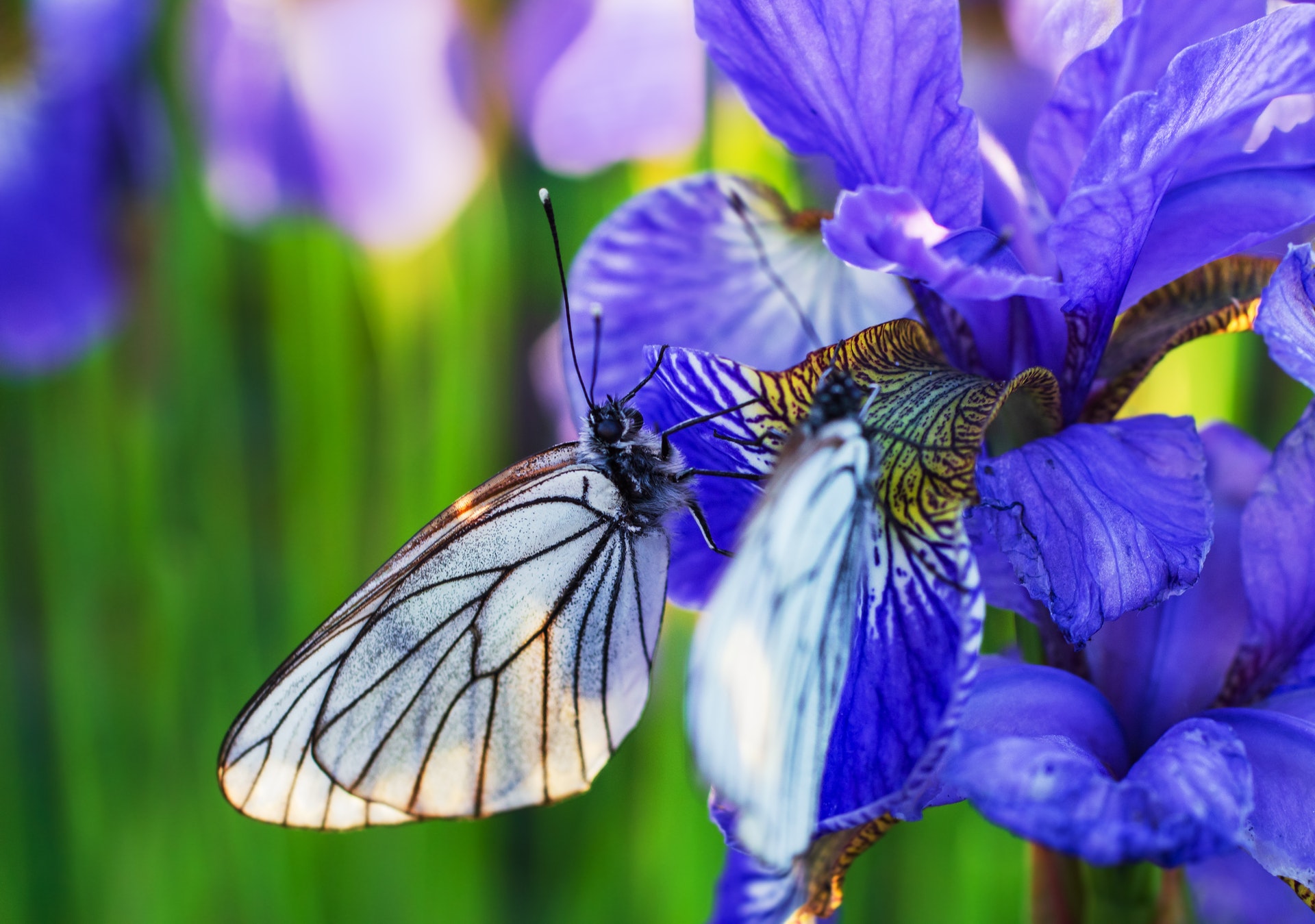 4 Simple Ways to Bring More Butterflies to Your Yard