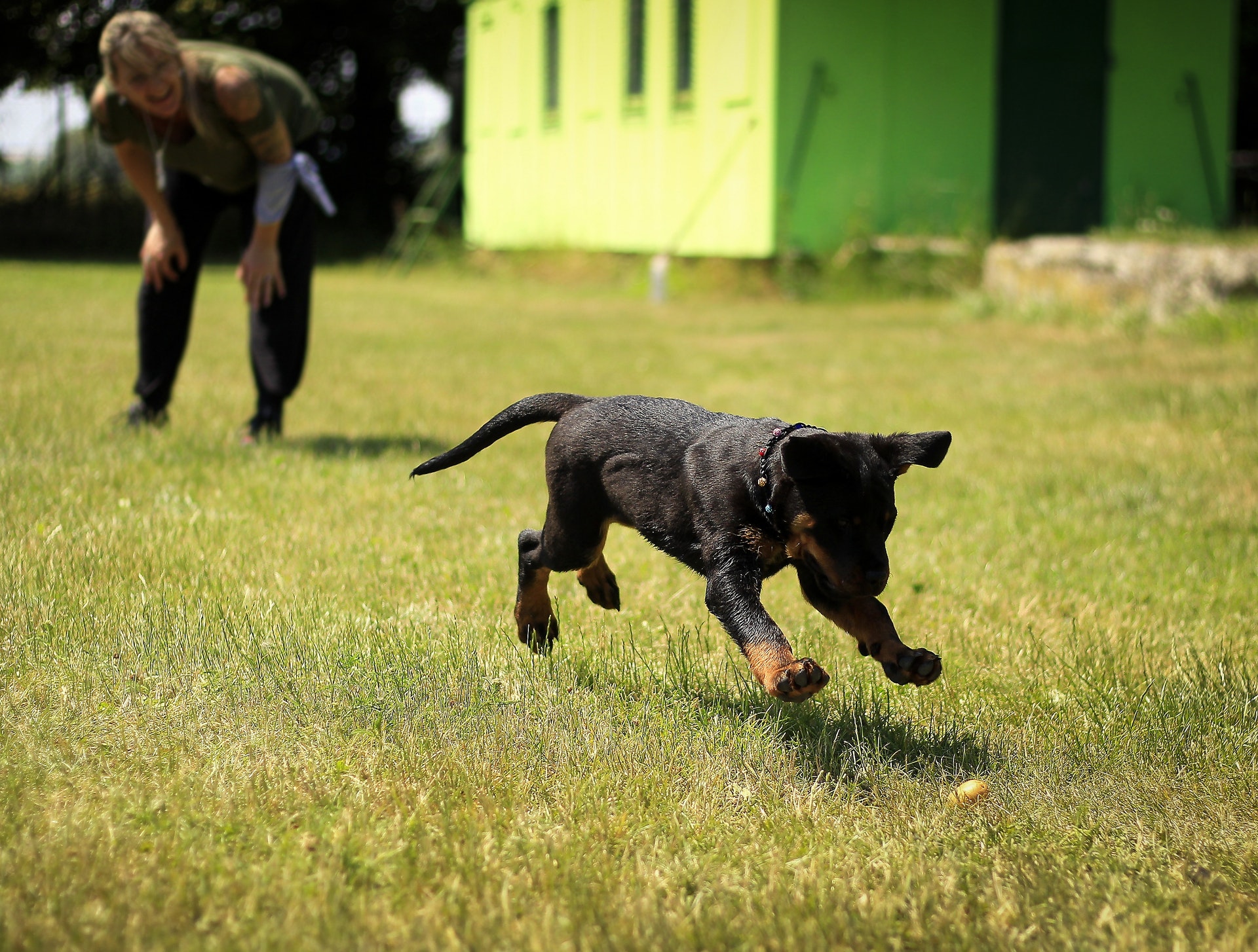 The Dos and Don'ts of Raising and Training a Puppy