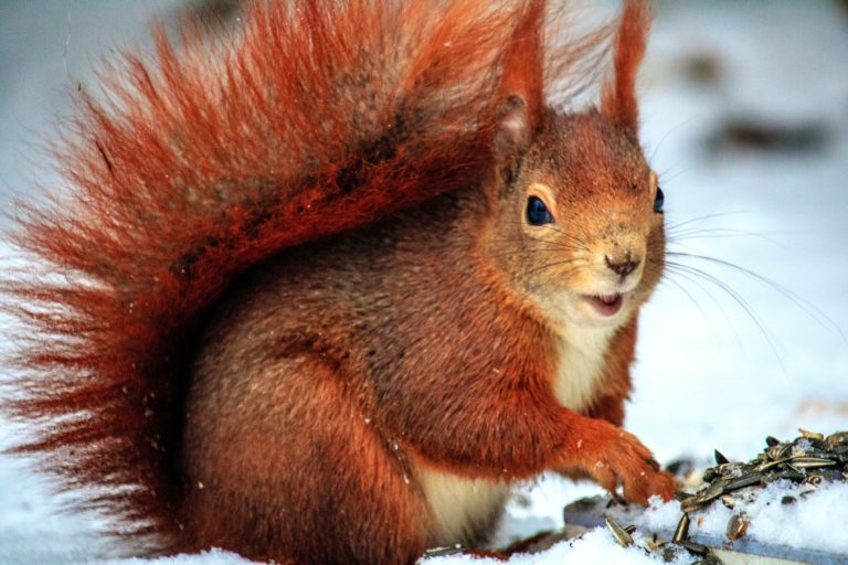 4 Major Problems Squirrels Can Cause to a Home