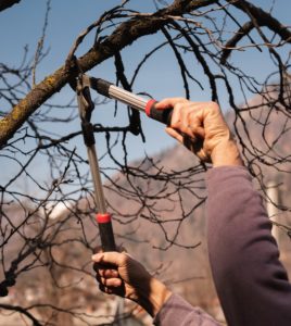3 Crucial Reasons Why Tree Trimming Reduces Power Outages