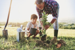 planting a tree