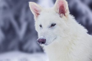 Colossal's Breakthrough for Wildlife Conservation