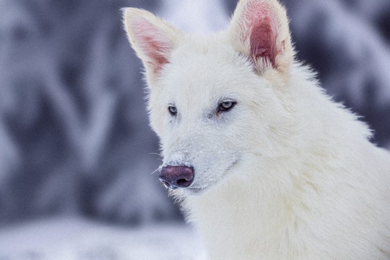 Colossal's Breakthrough for Wildlife Conservation